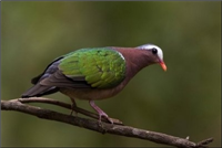  State Bird - Emerald dove (Chalcophaps indica)